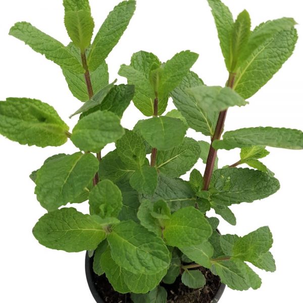 Menta-Planta aromatica Grecia