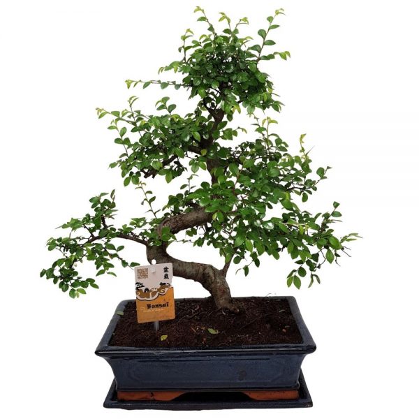 Bonsai Ulmus