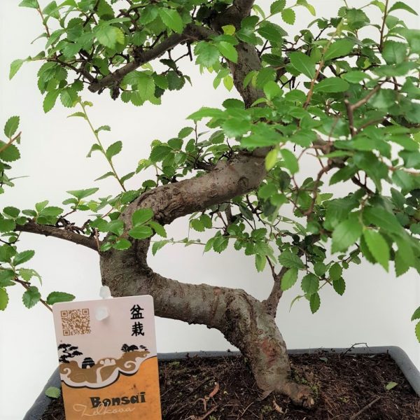 Bonsai Ulmus