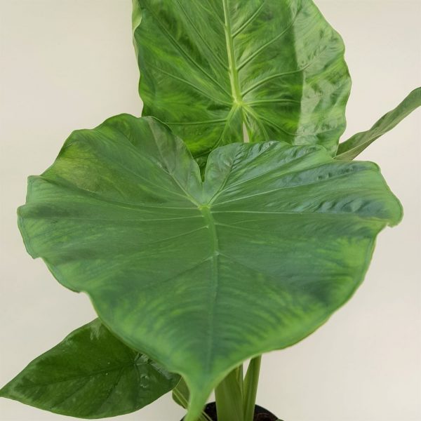 Alocasia Calidora