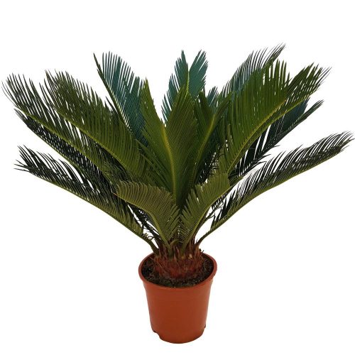 Cycas revoluta 60 cm