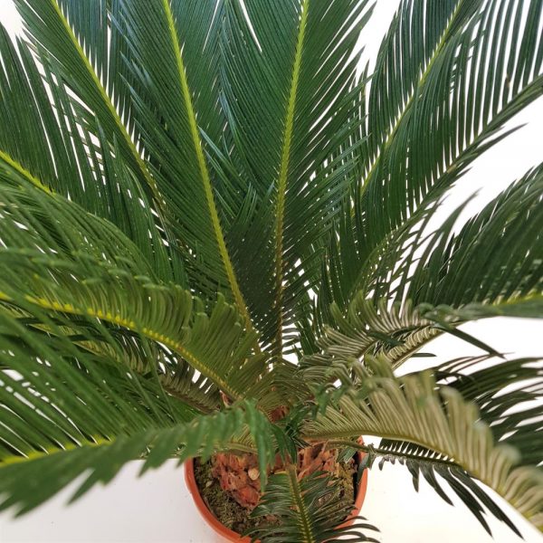 Cycas revoluta 60 cm