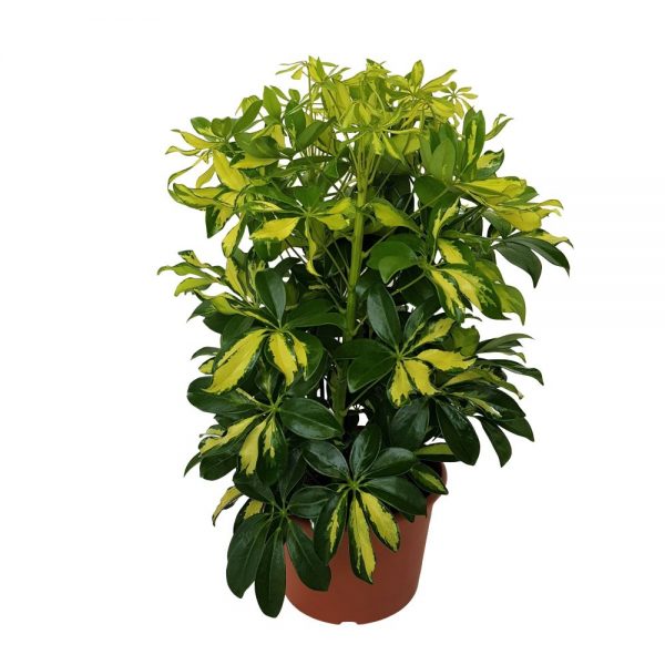 Schefflera Gerda