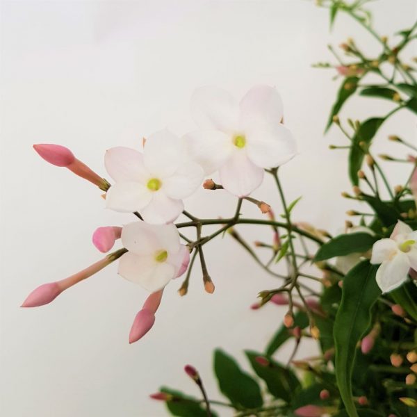 Jasminum pe arc -Iasomie