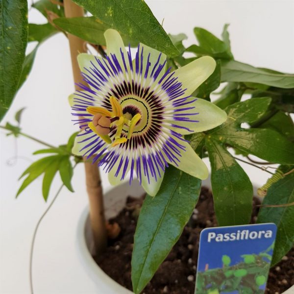 Passiflora cerulea