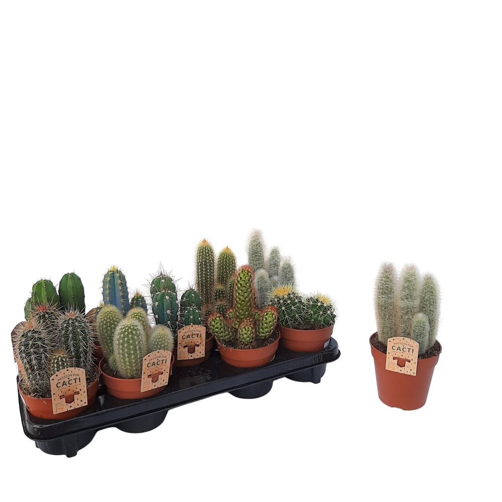 Cactus mixt