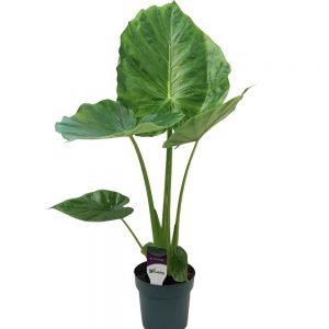 Alocasia Calidora