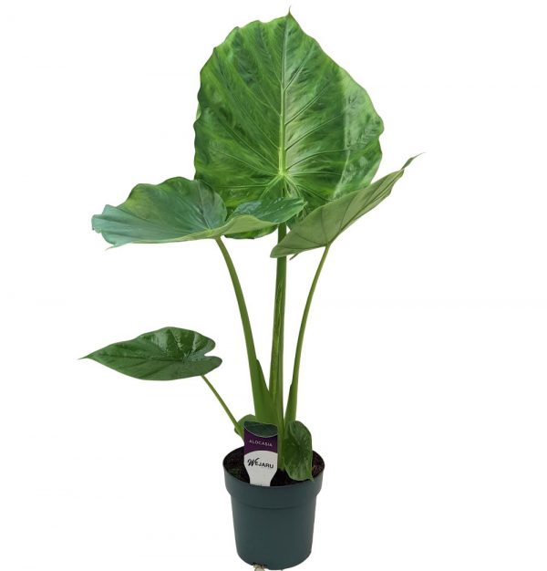 Alocasia Calidora