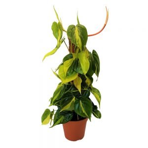 Philodendron Brasil mostoc mic