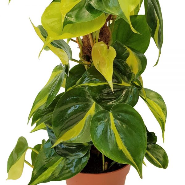 Philodendron Brasil mostoc mic