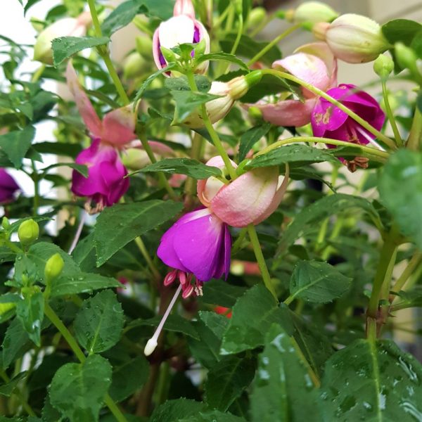 Fuchsia - Bol Cercelus