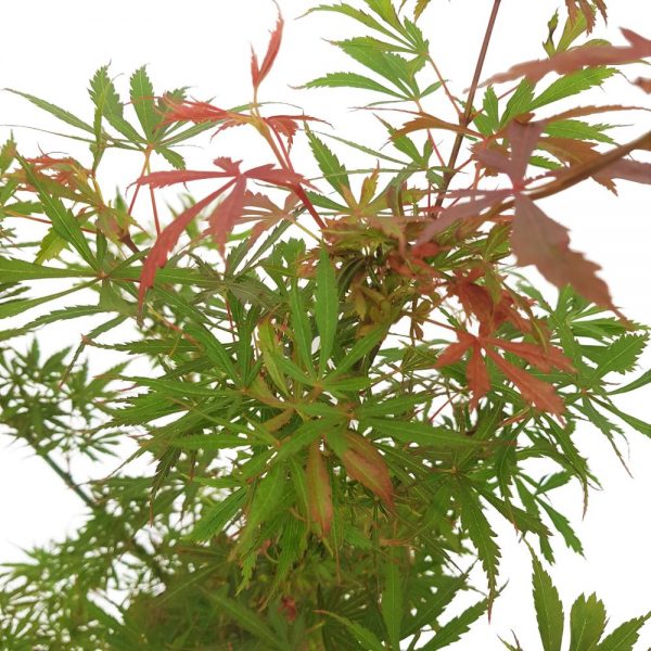 Acer palmatum arbust