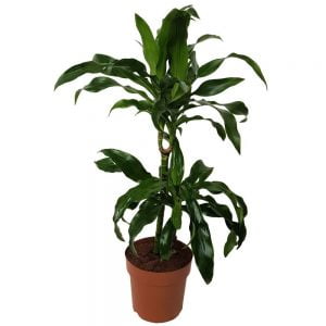 Dracaena Janet Craig 2 tulpini