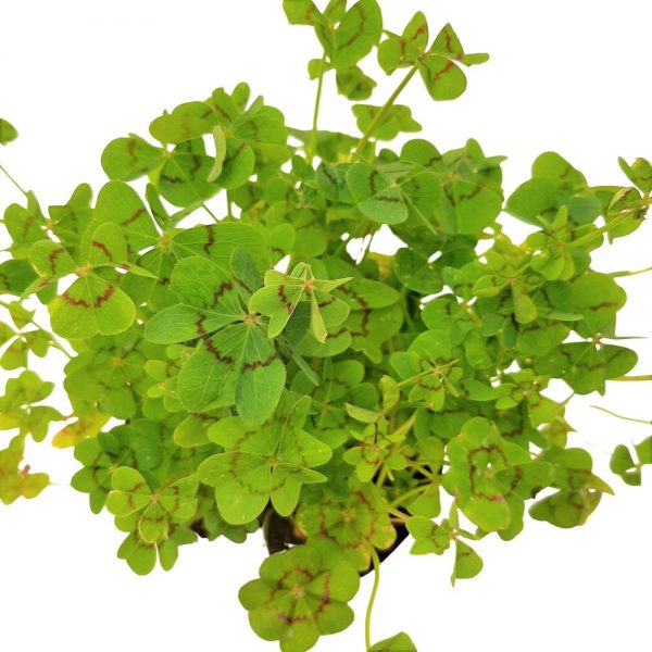 Oxalis Standard -Trifoi