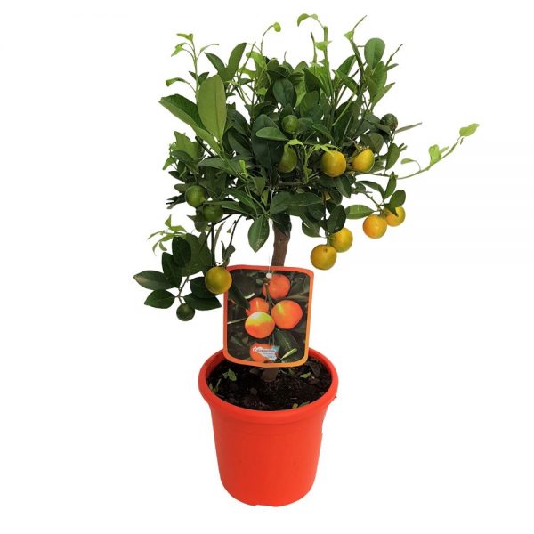 Citrus Mitis Calamondino