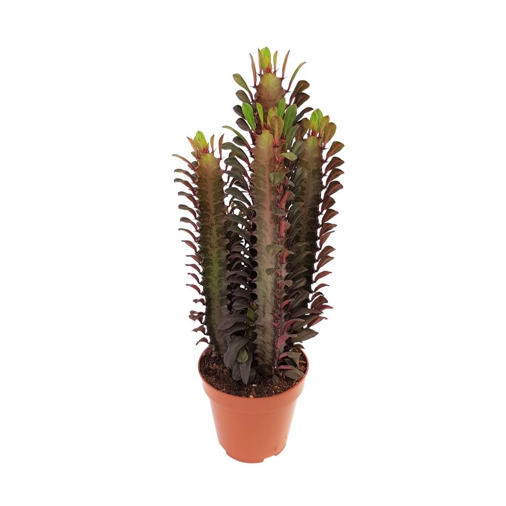 Euphorbia Rubra cactus