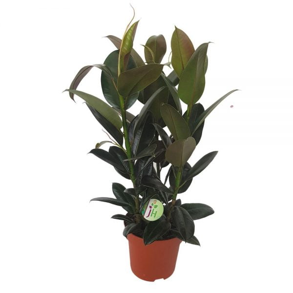 Ficus Robusta trei plante