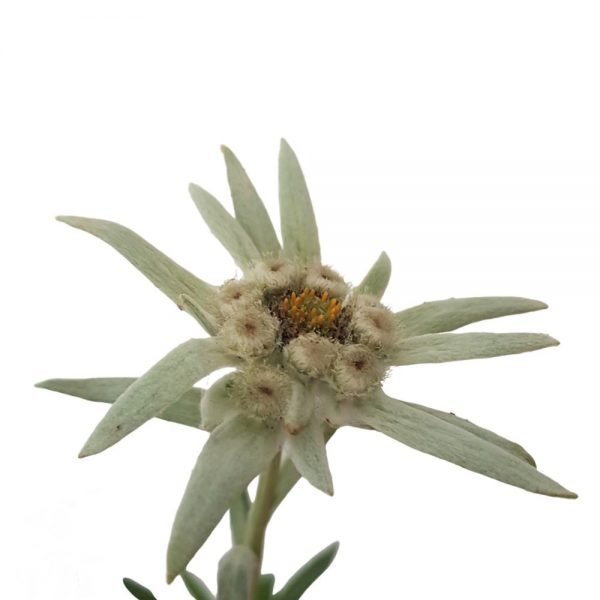 Leontopodium - Floare de colt