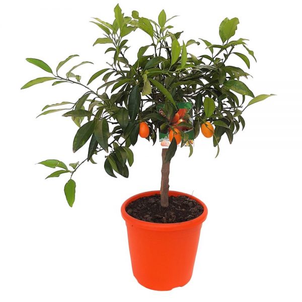 Citrus Fortunela Kumquat