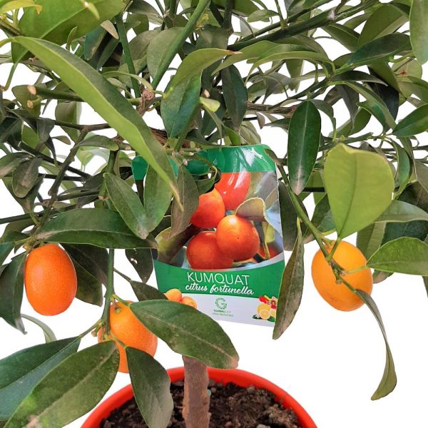 Citrus Fortunela Kumquat