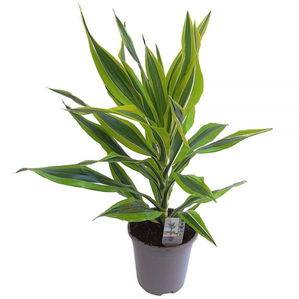 Dracaena Lemon Lime D 17