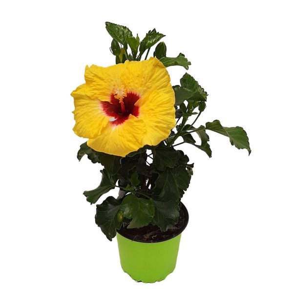 Hibiscus Grecia D 13