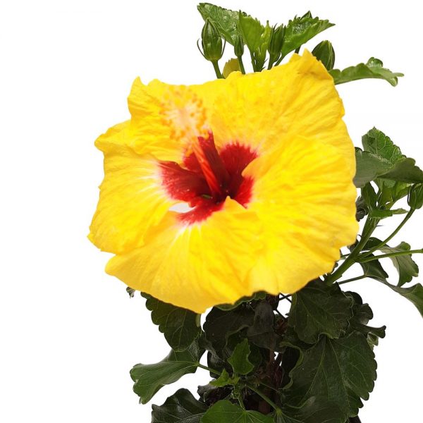 Hibiscus Grecia D 13