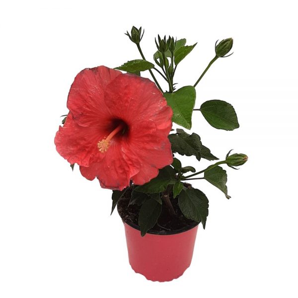 Hibiscus Grecia D 13