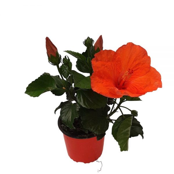 Hibiscus Grecia D 13