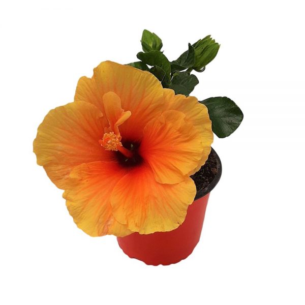 Hibiscus Grecia D 13