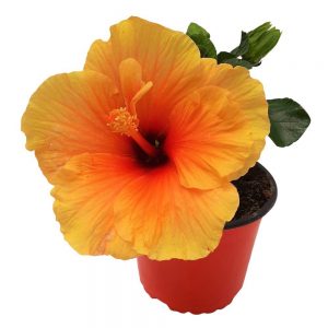 Hibiscus Grecia D 13