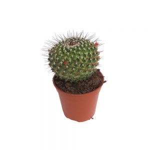 Cactus Mamilaria