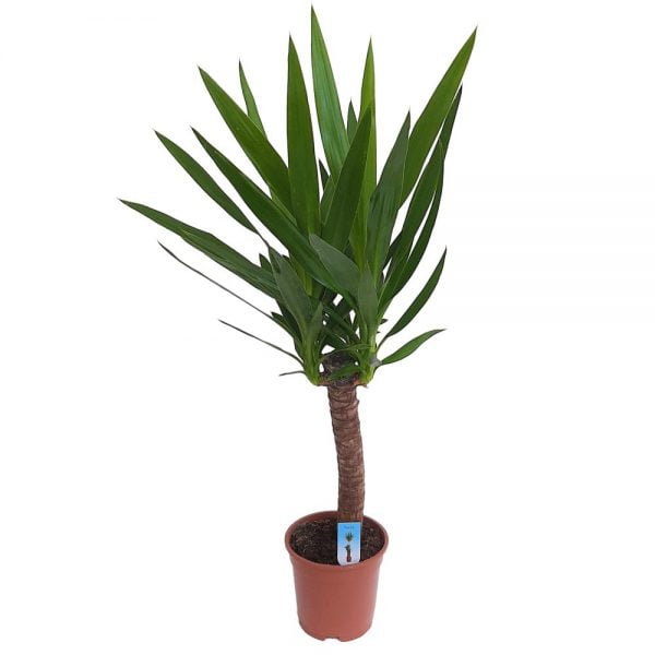 Yucca 1 tulpina XXL