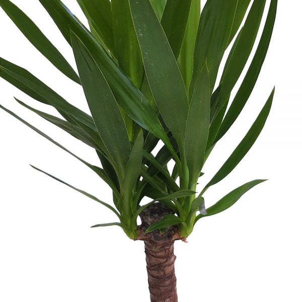 Yucca 1 tulpina XXL