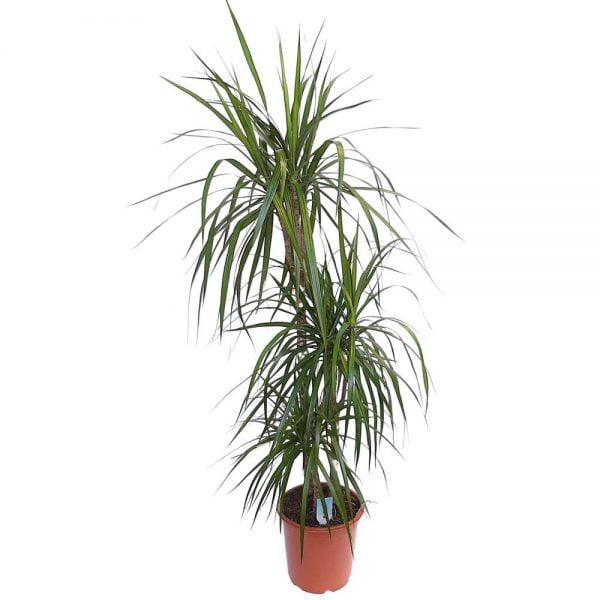 Dracaena marginata 3 tulpini D 21