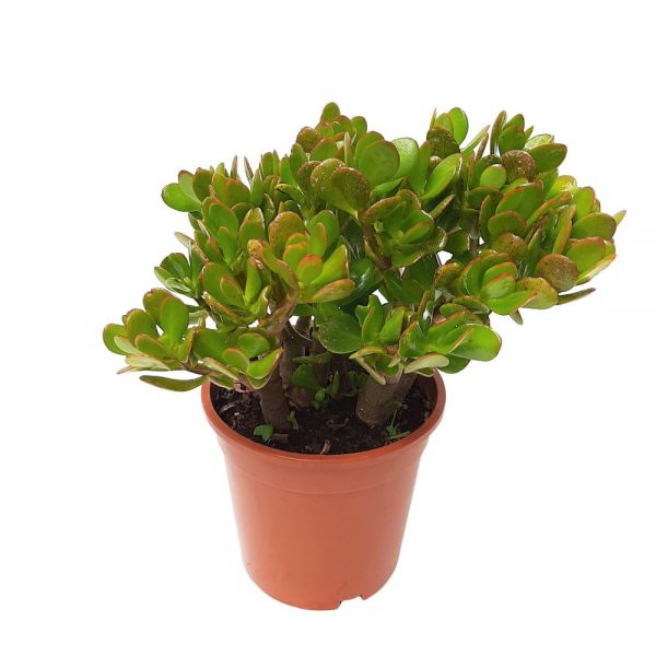 Crassula Ovata - Copacul cu bani Premium