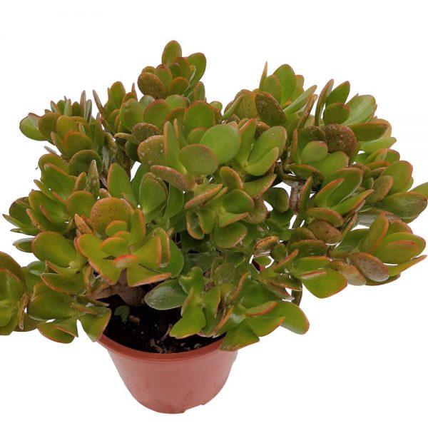 Crassula Ovata - Copacul cu bani Premium