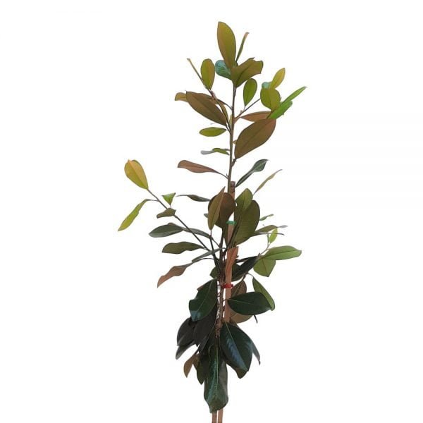 Magnolia Grandiflora Grecia 220 cm