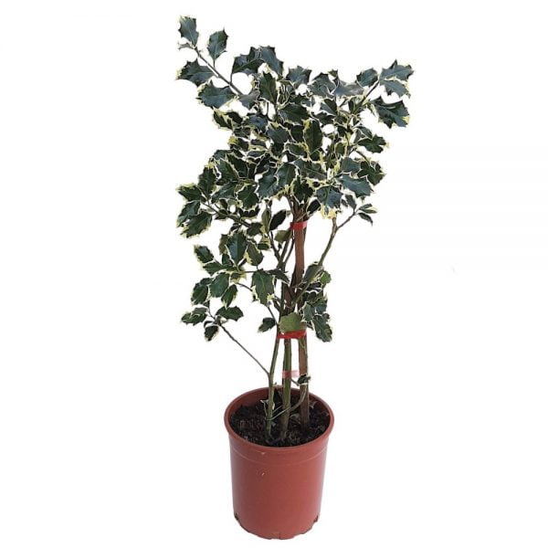 Ilex Variegat