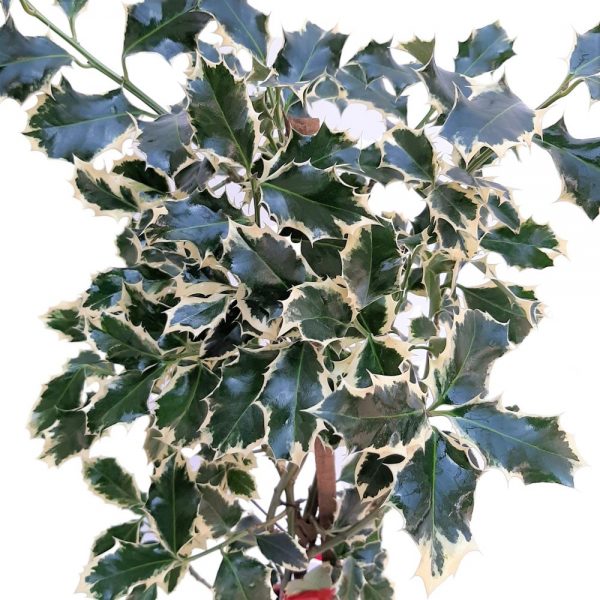 Ilex Variegat