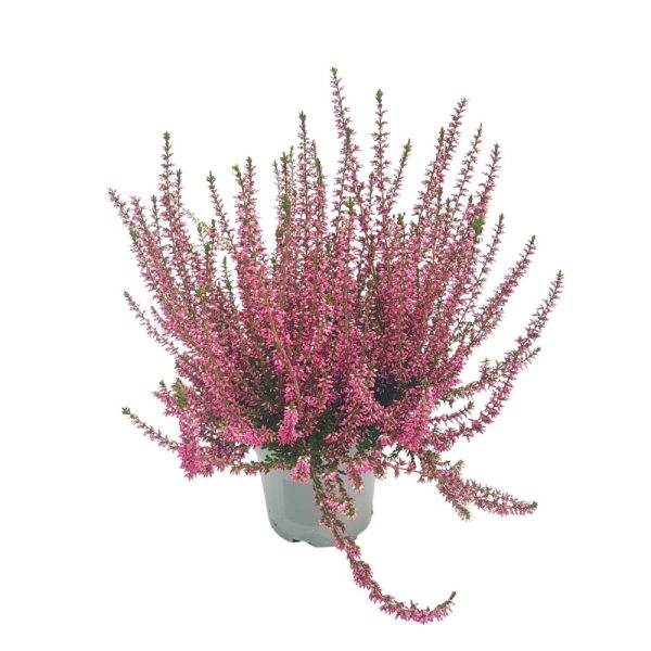 Calluna d 12