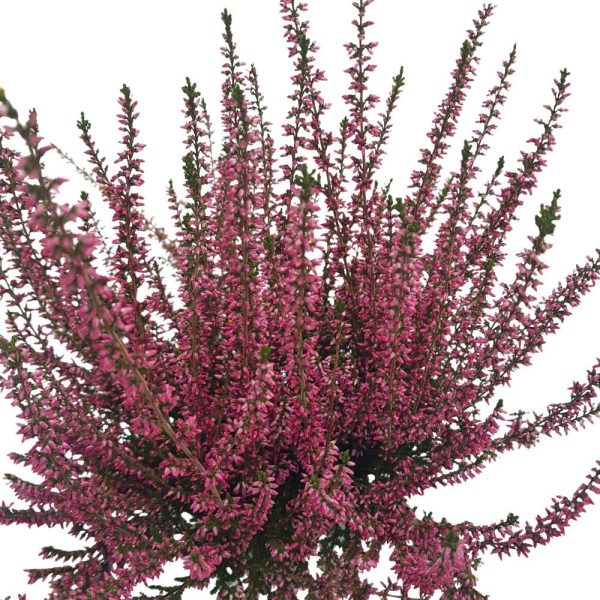 Calluna d 12