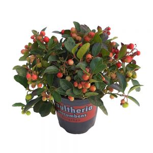 Gaultheria Standard