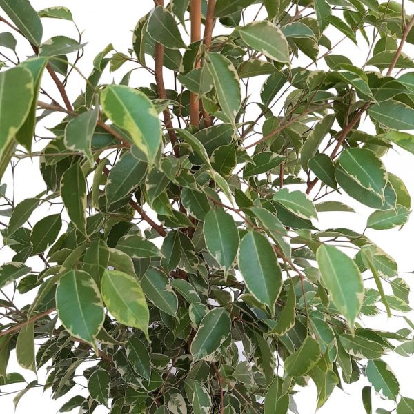 Ficus Benjamin Bicolor Golden King