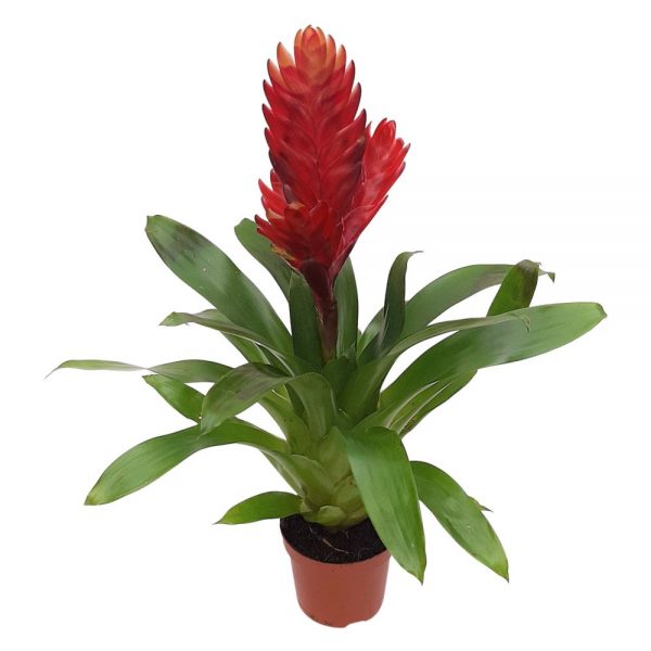 Vriesea Bromelia Standard