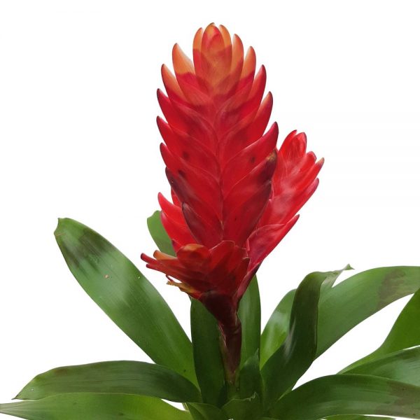 Vriesea Bromelia Standard