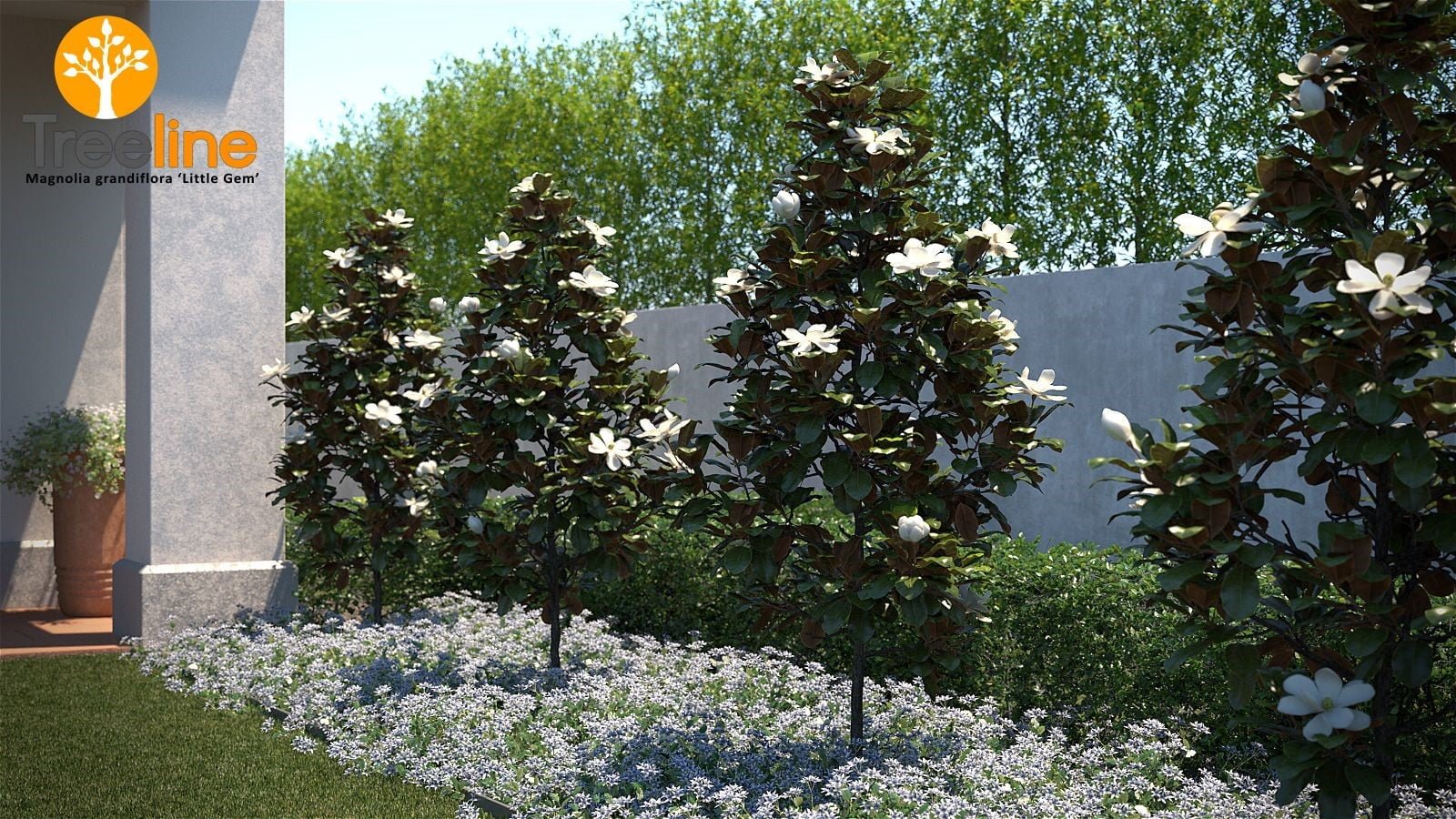 magnolia grandiflora 1
