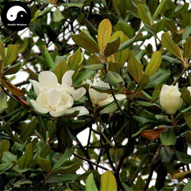 magnolia grandiflora 2