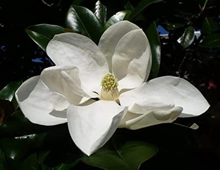 magnolia grandiflora 4