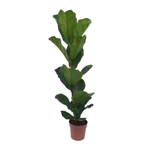 Ficus Lyrata D 21